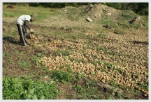 Сбор картофельного урожая в Свято-Петропавловском монастыре